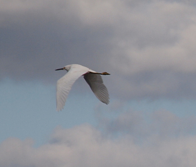 [The large white bird flies through the cloud-filled blue sky with its wings downward and its legs sticking out behind it.]